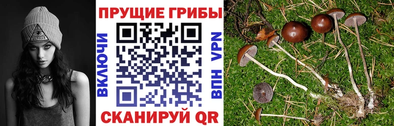 где купить наркоту  Лесозаводск  Псилоцибиновые грибы ЛСД 
